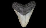 Bargain, Megalodon Tooth - North Carolina #67331-2